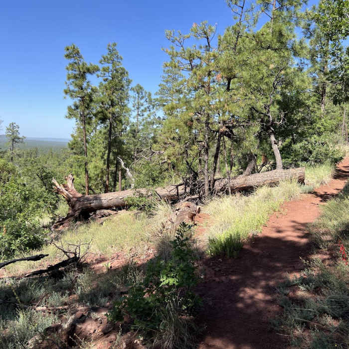 Near Pat Mullen Mountain