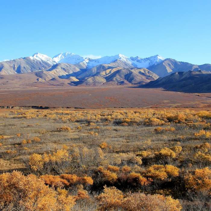 Fall Vista, Denali National Park. with permission from David Broome Near Mom's Polychrome Picnic Loop