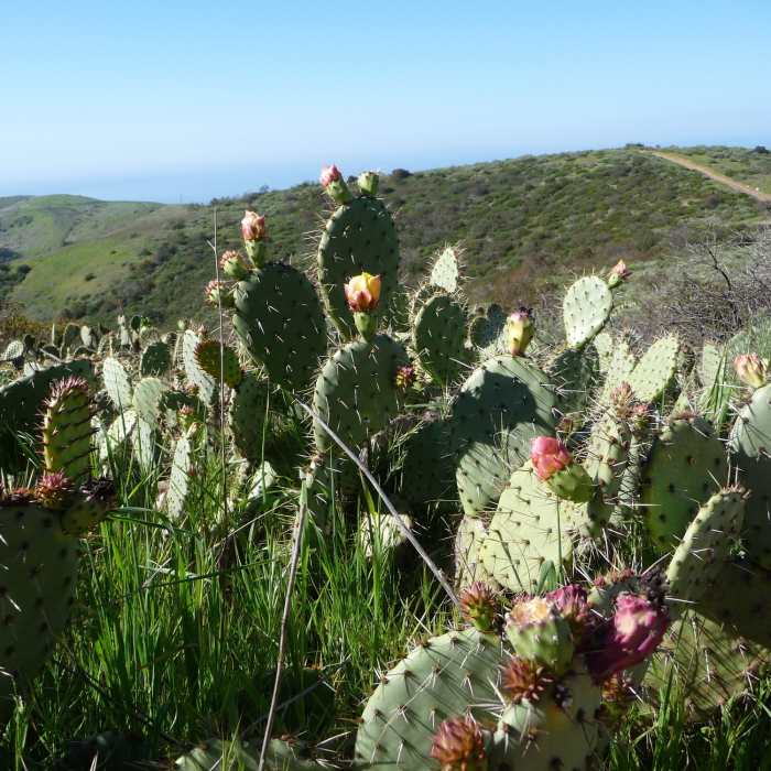 Near Crystal Cove Loop