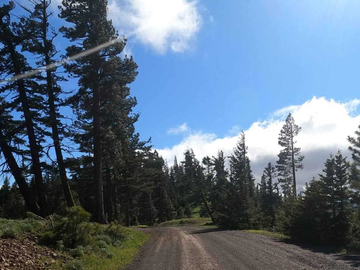 Bald Mountain Road - NF1701 photo 5