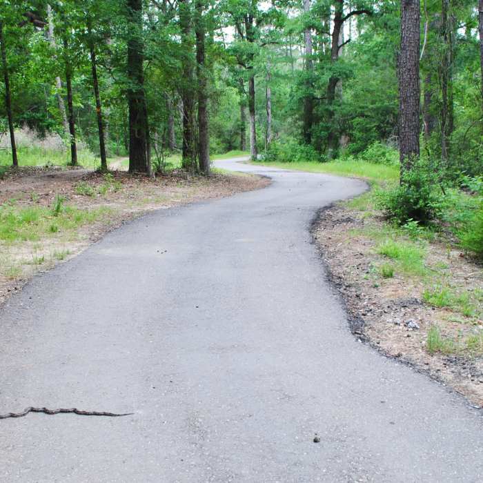 Serpentine. Near Spring Creek Greenway Trail