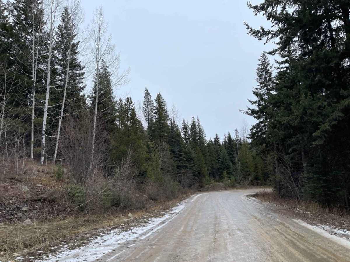Bluenose FSR trail photo
