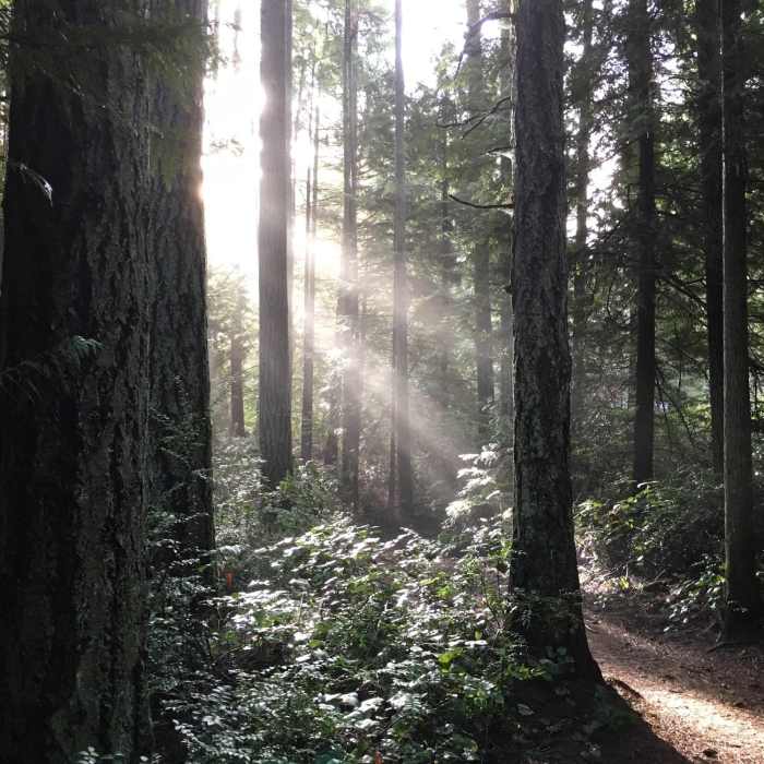 Near Grand Forest East Main Loop