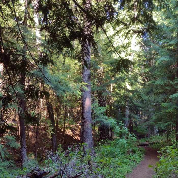 Stately western red cedars dominate the forest along the North Fork of Spring Creek, where Reservoir Ridge Trail runs. The creek can be seen in the dark area on the lower left. Near Reservoir Ridge Trail