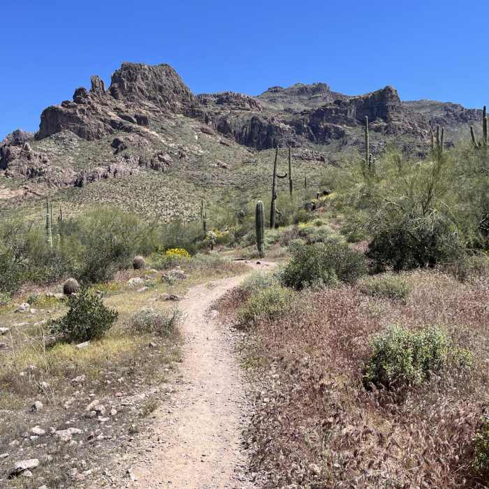 Near Lost Goldmine Cougar Loop