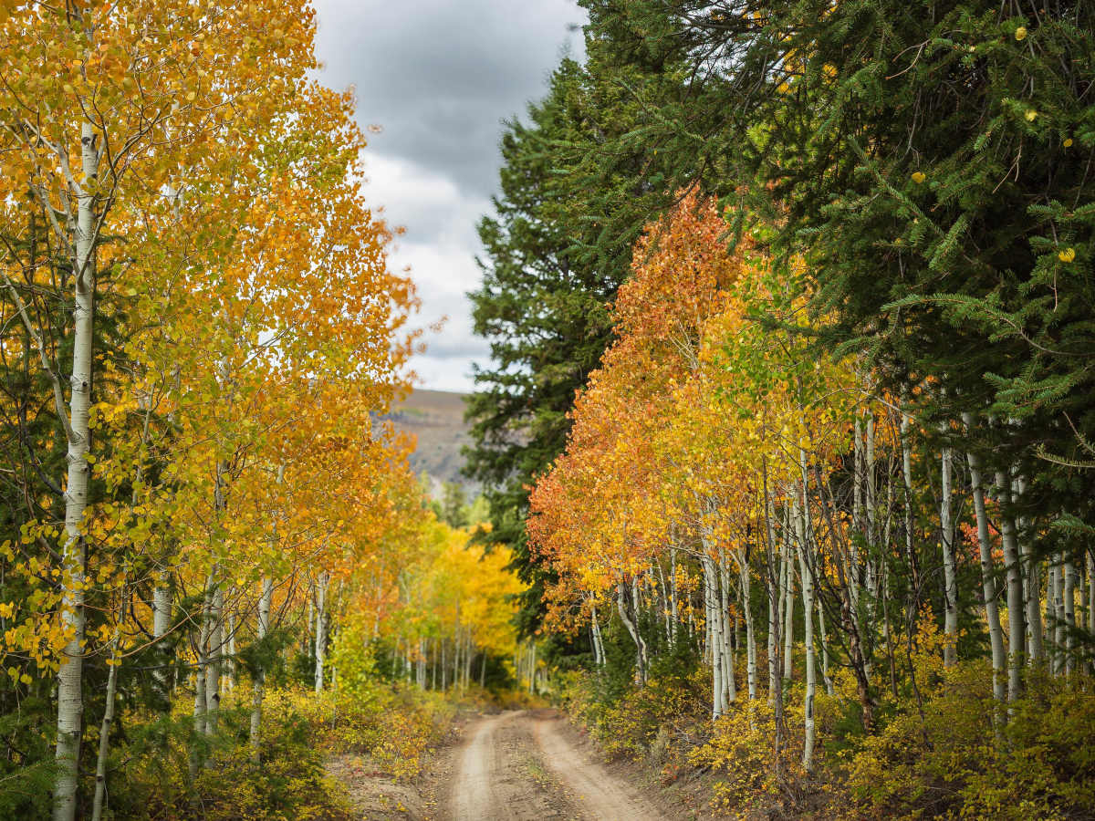Water Hollow - FS 10168 photo 6
