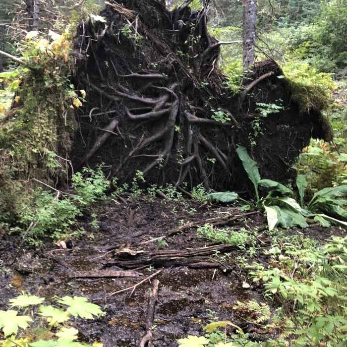 After coming out of the .41 loop, you can enter the backside of the .3 loop and get some awesome views of some felled trees! Near Two Lakes Trail