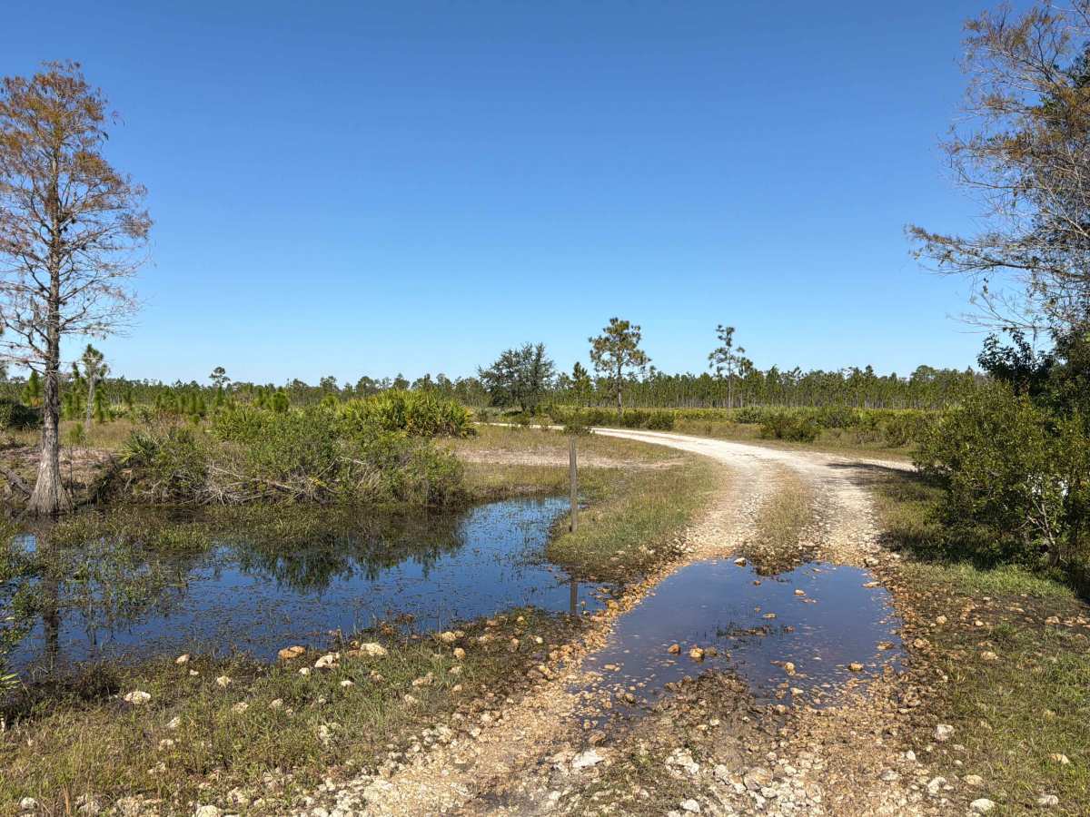 Long Loop Road 4 - Three Lakes WMA photo 3