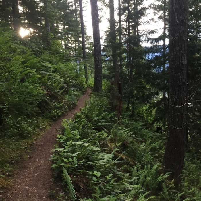 Near Stahlman Point Trail #3449