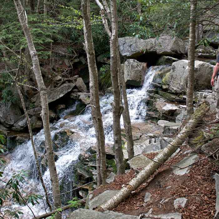 Near Big Stonecoal Trail