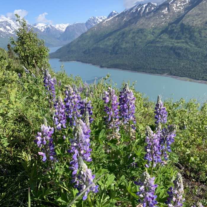 Near Eklutna High Ridge Traverse