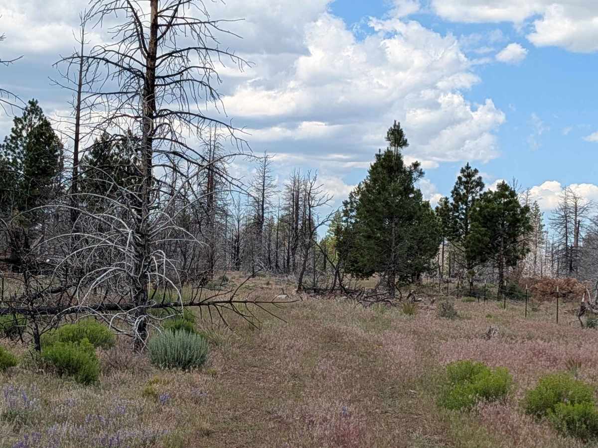 Porterfield Ranch trail photo