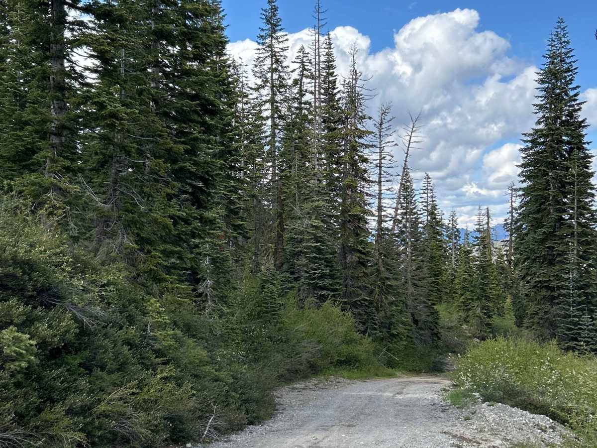 Soda Springs Road trail photo