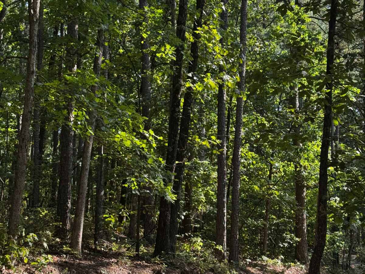 Short Cut to Cabins photo 3