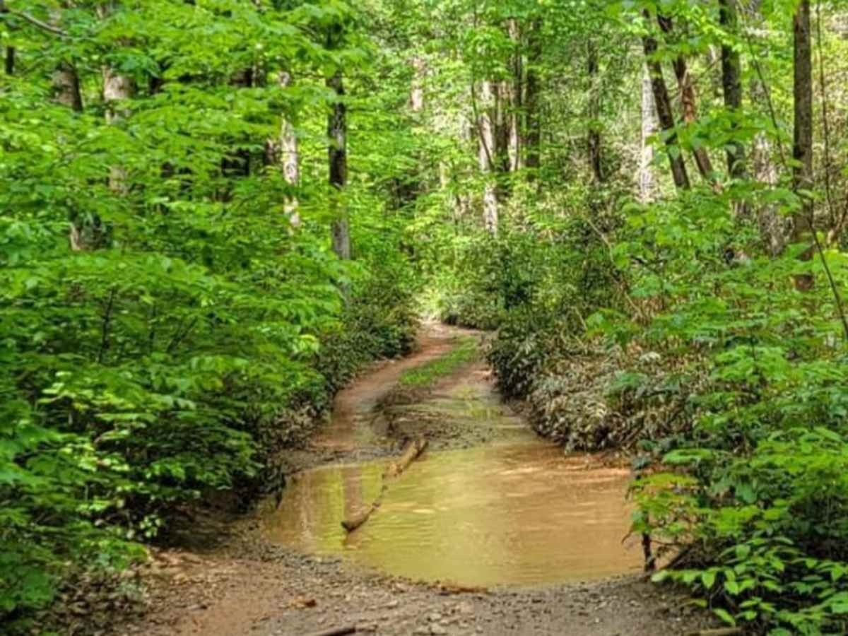 Gold Mine Road (Willis Knob) photo 5