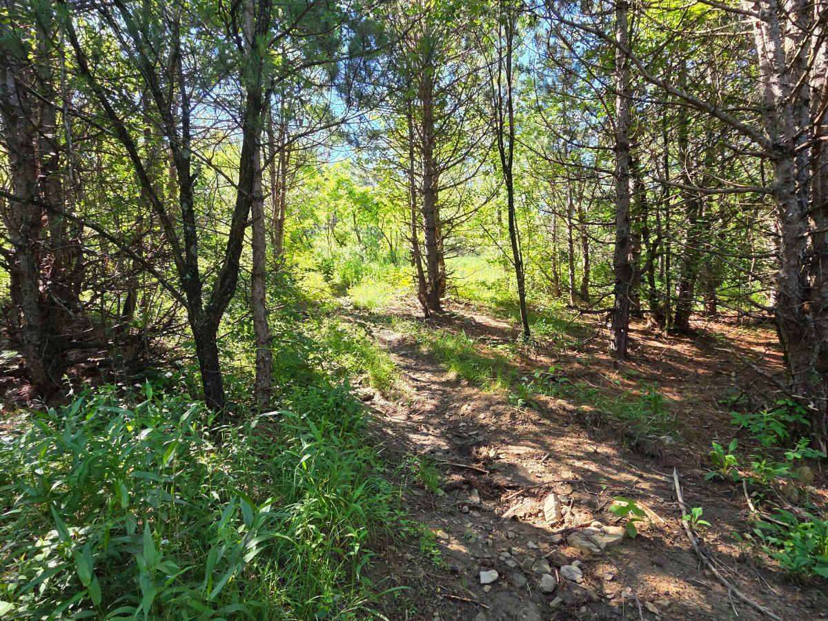 Single Track O trail photo