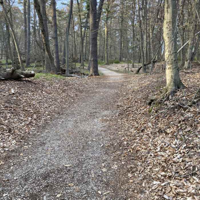 Near Woodland Dunes Trail Near Woodland Dunes Trail