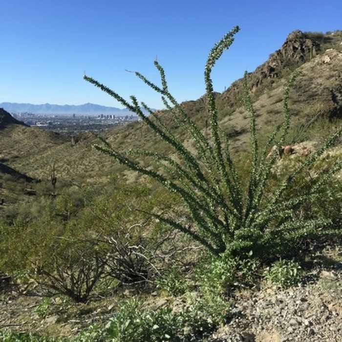 Near 8A-8B-200 Loop Near Piestewa