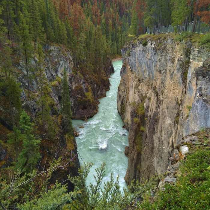 Near Lower Sunwapta Falls Trail