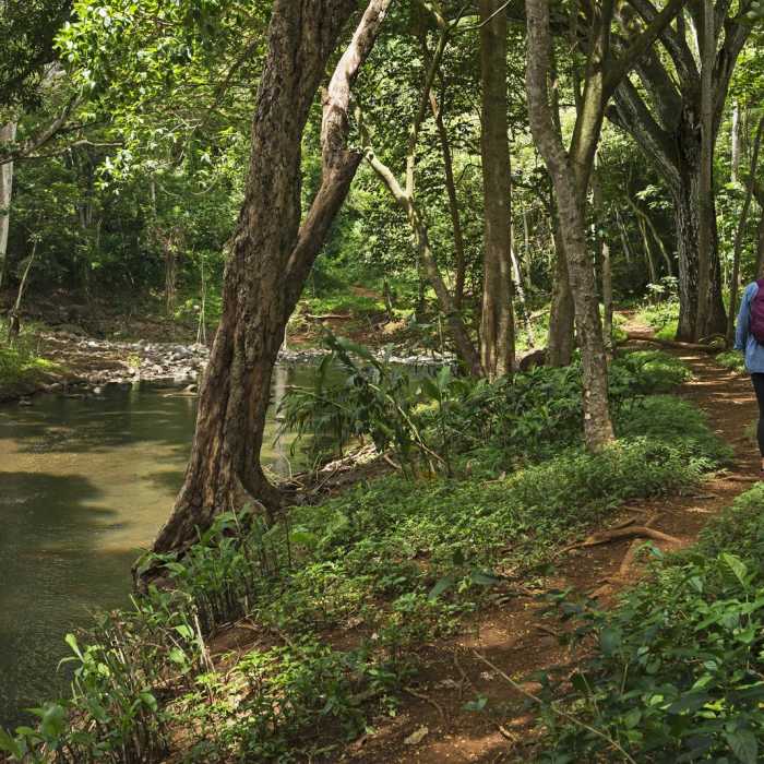 Near Ho'opi'i Falls Trail