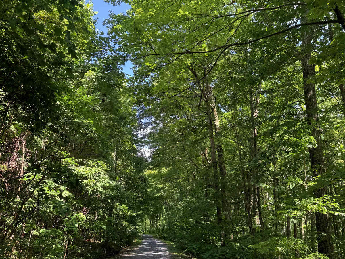 Mountain Fork Road photo 3