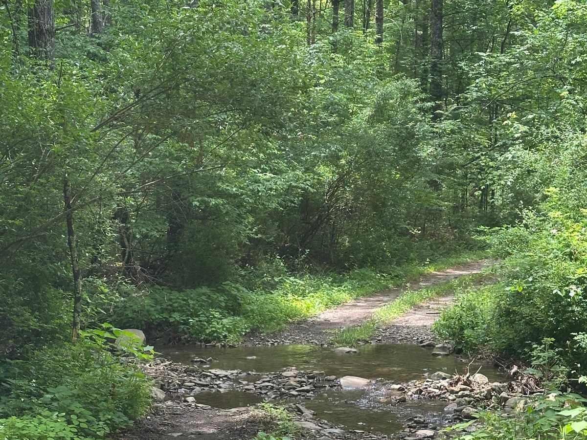Waggy Run photo 2