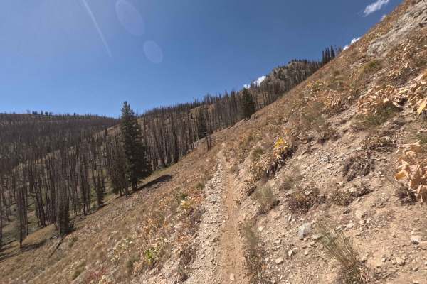 Johnson Creek - FS 7181