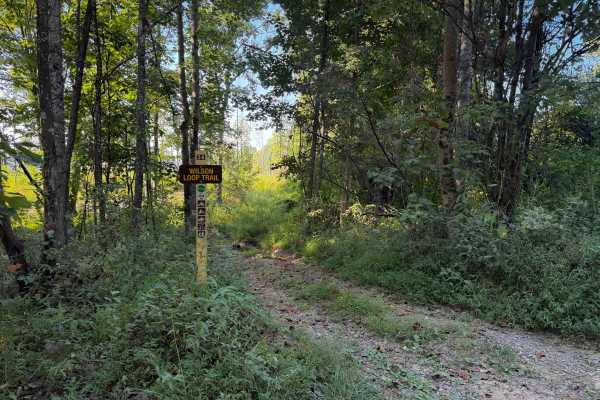 Wilson Loop Trail 38 