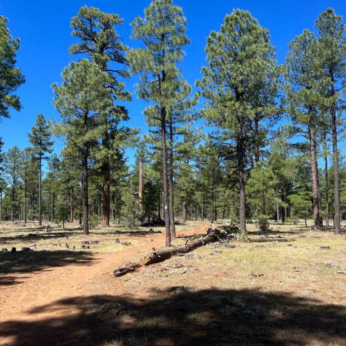 Near Springs Trail Near Springs Trail