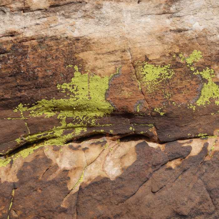 Fluorescent lichen along the White Rocks Loops Near Rocky Gap Road