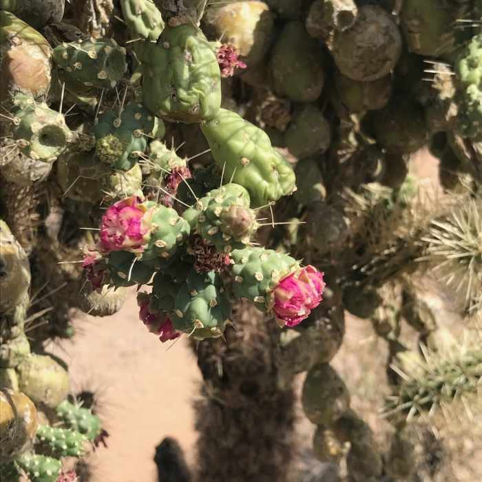 Near Maricopa Trail: Usery Mountain Visitor's Center to Bulldog