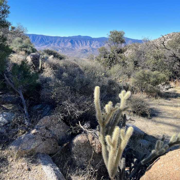 Near Whale Peak Via Pinyon Wash