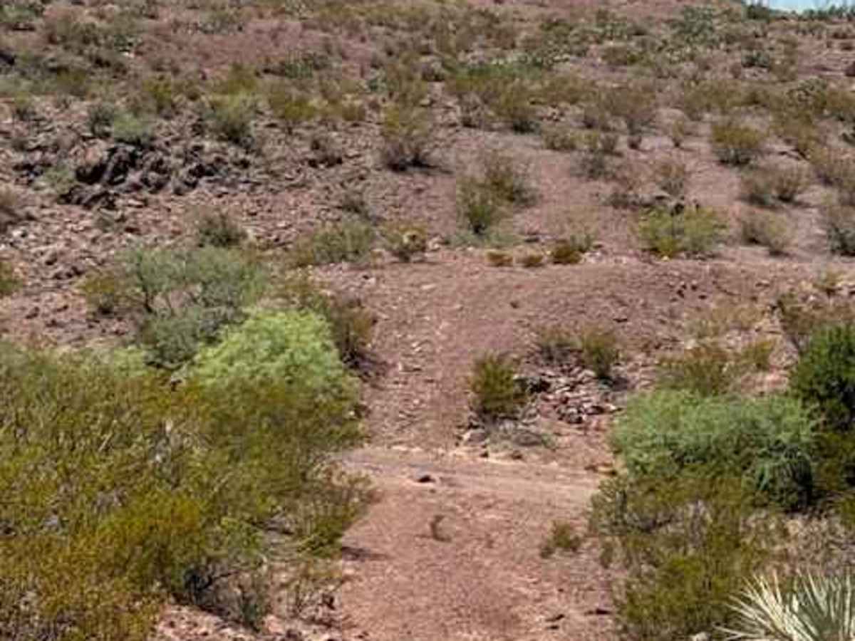 BLM PE1141 photo 4