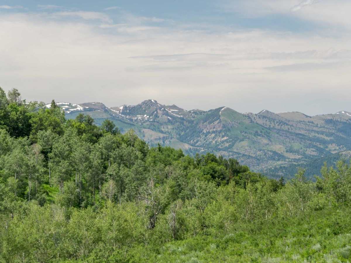 Temple Fork and Old Ephraim's Grave photo 4