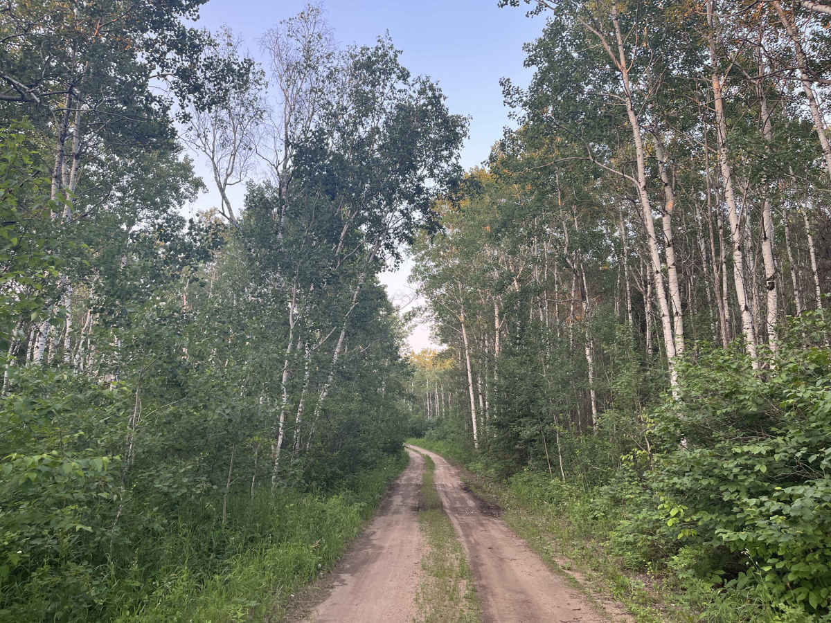 Brightstone Forest photo 3