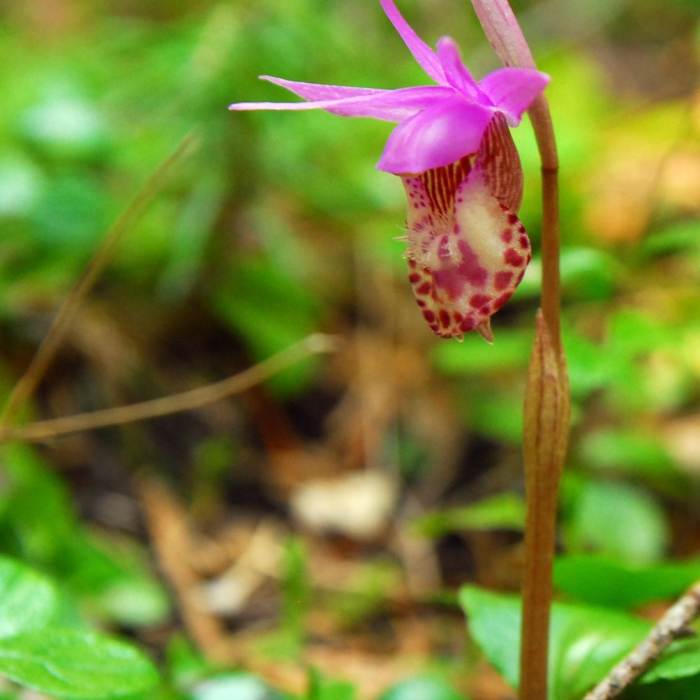 Near Tamanawas Falls Hike