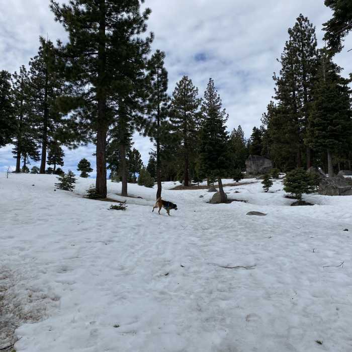 Near Donner Lake Rim Trail: Northwood Boulevard Section