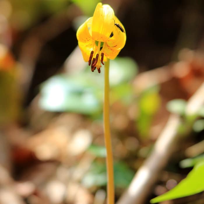Near Cove Hardwood Nature Trail