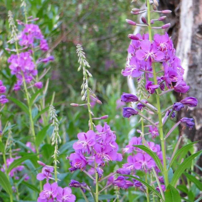 Near Beaver Pond Loop