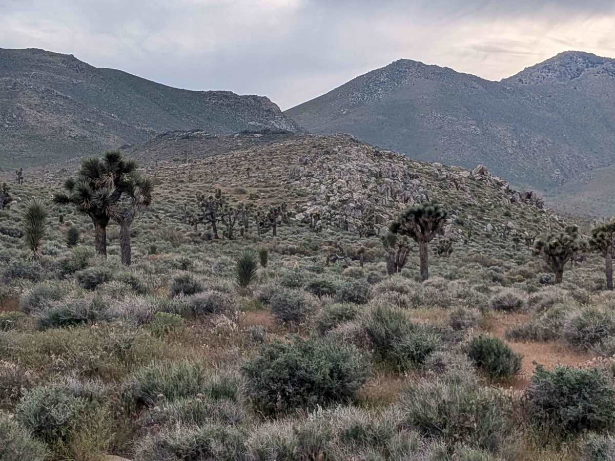 Horse Canyon BLM SC65 North photo 3