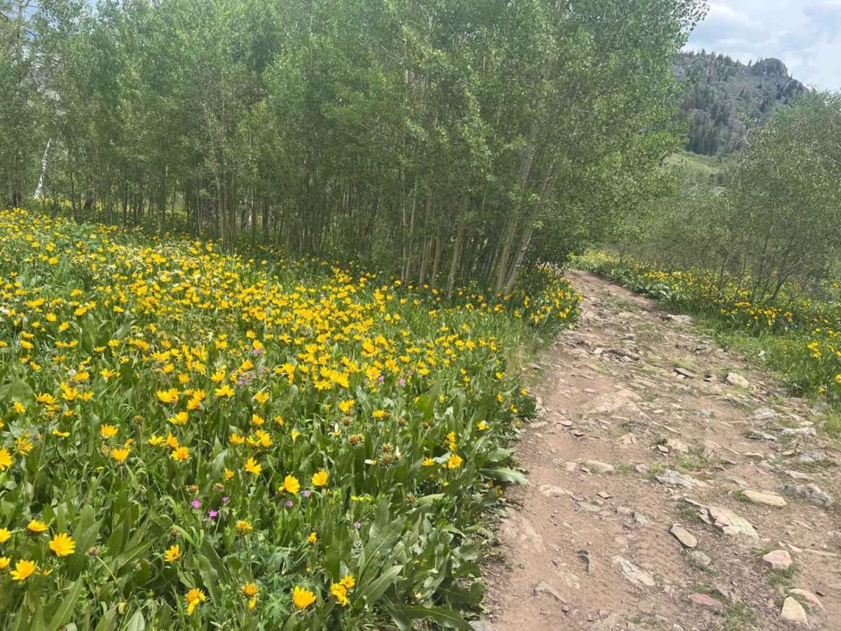 Lone Tree Pass-Deer Mountain Road photo 5