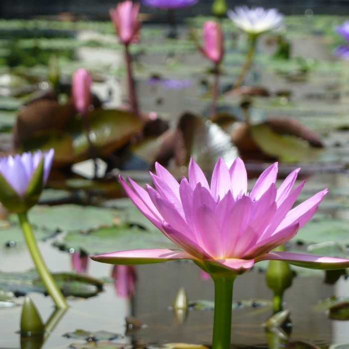 Reflection Pool Near Botanical Gardens Walking/Jogging Trail