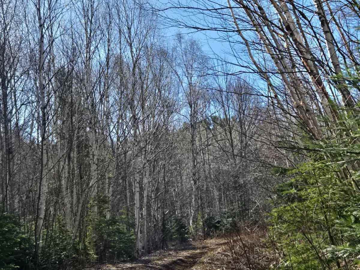 Heart Attack Hill photo 6