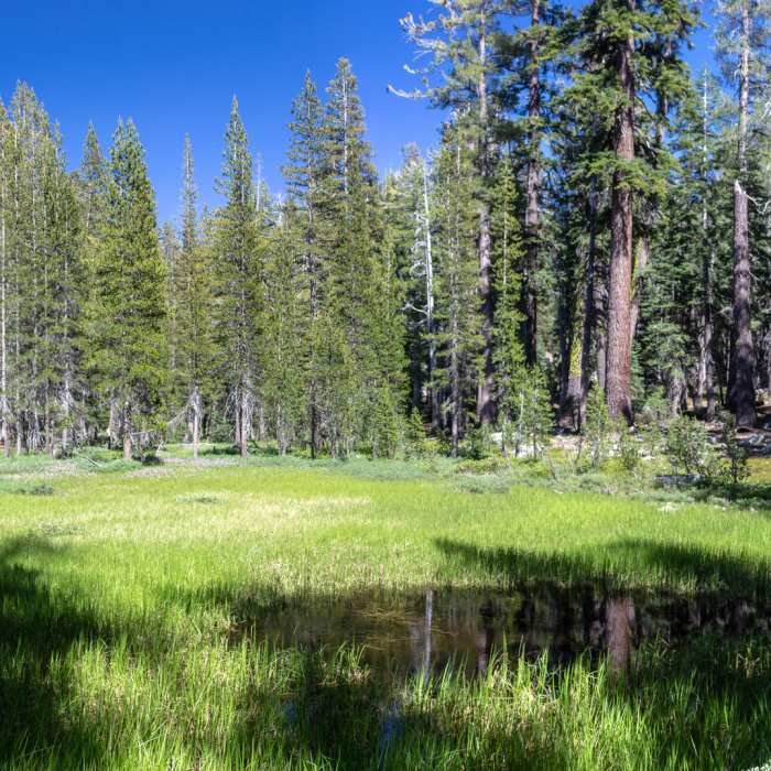 Near Chilnualna Creek Trail
