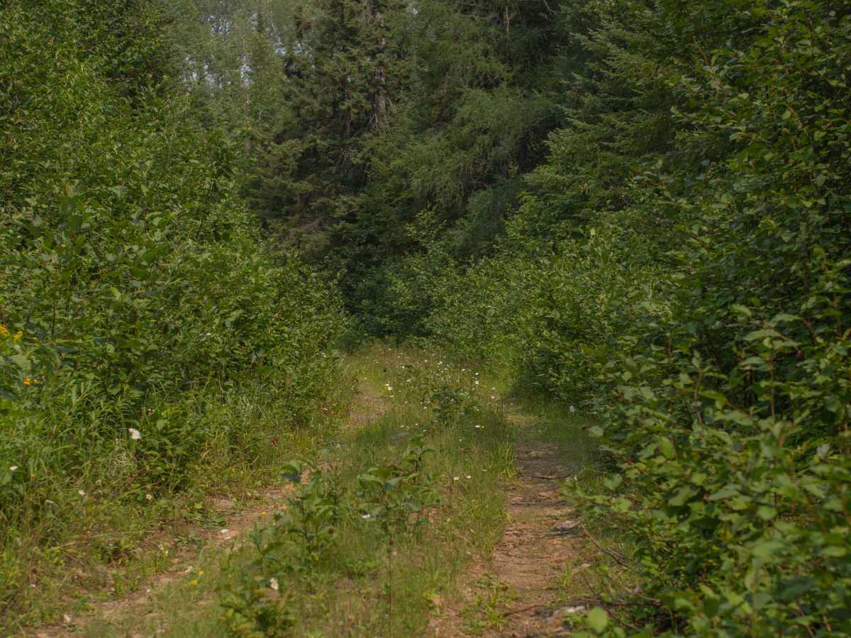 Pine Mountain Forest Road photo 4
