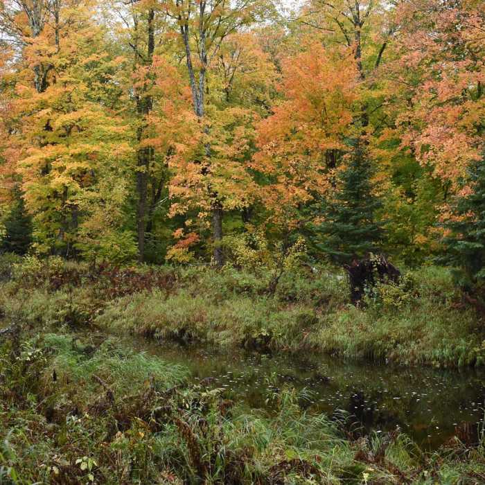 Near River View Trail Near River View Trail