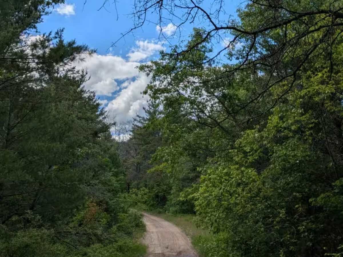 O'Brien Lake Road - FS 4061 photo 4