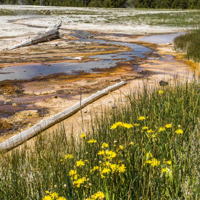 Near Upper Geyser Basin Trail Near Upper Geyser Basin Trail