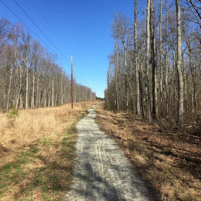 Near Swamp Forest Trail (Lums Pond)