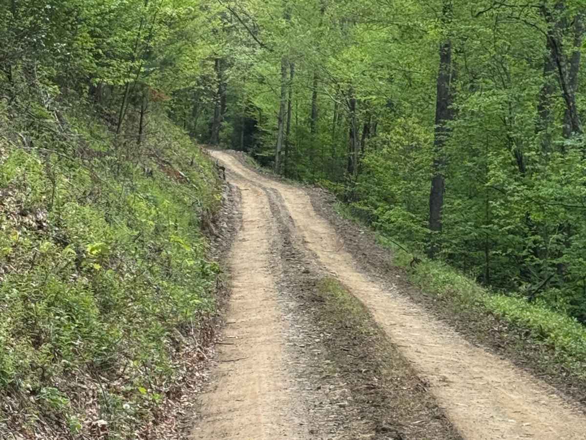 Wildcat Trail photo 4